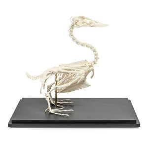 Anatomie model skelet eend