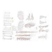 Anatomie model skelet konijn (ongemonteerd)