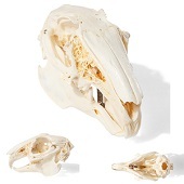 Anatomie model schedel konijn