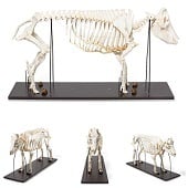 Anatomie model skelet varken, vrouwelijk (Sus scrofa domesticus)
