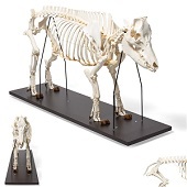 Anatomie model skelet varken, mannelijk (Sus scrofa domesticus)