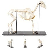 Anatomie model skelet paard (mannelijk, Equus ferus caballus)