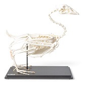 Anatomie model skelet gans