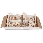 Anatomie model menselijk skelet, half, ongemonteerd