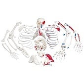 Anatomie model menselijk skelet met spieren, ongemonteerd