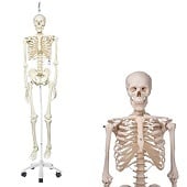 Anatomie model menselijk skelet, 177 cm