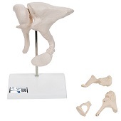 Anatomie model gehoorbeentjes, 20x vergroot