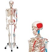 Anatomie model menselijk skelet met origo en insertie van spieren, 177 cm