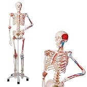 Anatomie model menselijk skelet met origo en insertie van spieren en ligamenten, flexibel, 177 cm