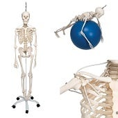 Anatomie model menselijk skelet, hangend, flexibel, 177 cm