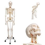 Anatomie model menselijk skelet, flexibel, 177 cm