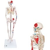 Anatomie model menselijk skelet met spieren, 80 cm