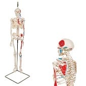 Anatomie model menselijk skelet met spieren, 80 cm