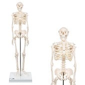 Anatomie model menselijk skelet, 80 cm