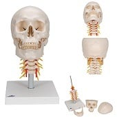 Anatomie model schedel met cervicale wervelkolom, 4-delig
