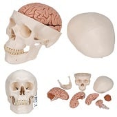 Anatomie model schedel met hersenen, 8-delig