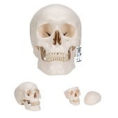 Anatomie model schedel, 3-delig