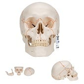 Anatomie model schedel, genummerd, 3-delig