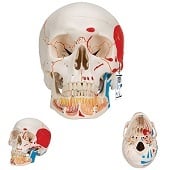 Anatomie model schedel met open onderkaak en spieren, 3-delig