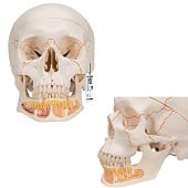 Anatomie model schedel met open onderkaak, 3-delig