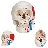 Anatomie model schedel met spieren, 3-delig