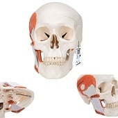 Anatomie model schedel met kauwspieren, 2-delig