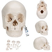 Anatomie model schedel osteopathie, 22-delig, topkwaliteit