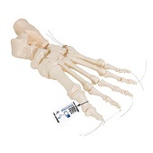 Anatomie model voetskelet, flexibel