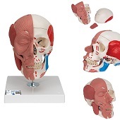 Anatomie model van het hoofd, schedel, gezichts- en kauwspieren, 18x18x25 cm