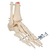 Anatomie model voetskelet