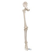 Anatomie model beenskelet en bekken
