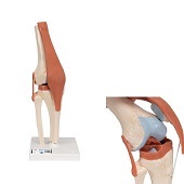 Anatomie model knie met kraakbeen