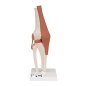 Anatomie model knie