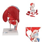 Anatomie model heup met spieren