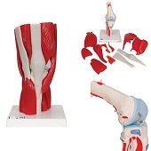Anatomie model knie met spieren