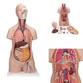 Anatomie model torso met organen, unisex, 12-delig, 87cm