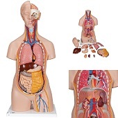 Anatomie model torso met organen, unisex, 14-delig, 87 cm