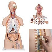 Anatomie model torso met organen, unisex, met open rug, 21-delig, 87 cm