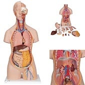 Anatomie model torso met organen, unisex, 18-delig, 87cm