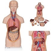 Anatomie model torso met organen, unisex, 12-delig, 54 cm