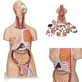 Anatomie model torso met organen, tweeslachtig, 24-delig, 87 cm