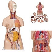 Anatomie model torso met organen, tweeslachtig, 20-delig, 87 cm