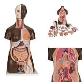 Anatomie model torso met organen, donkere huidskleur, tweeslachtig, 24-delig, 87 cm