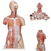 Anatomie model torso met organen, tweeslachtig, 31-delig, 87 cm