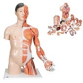 Anatomie model torso met organen deluxe, tweeslachtig, 33-delig, 90 cm