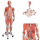 Anatomie model spieren en organen tweeslachtig, 45-delig, 138x50x32 cm