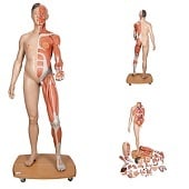 Anatomie model spieren en organen tweeslachtig, Aziatisch, 39-delig, 174 cm