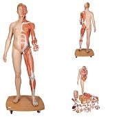 Anatomie model spieren en organen tweeslachtig, 39-delig, 174 cm