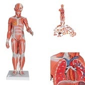 Anatomie model spieren en organen tweeslachtig, 33-delig, 84x30x30 cm