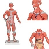 Anatomie model spieren en organen, 2-delig, 57x25x18cm